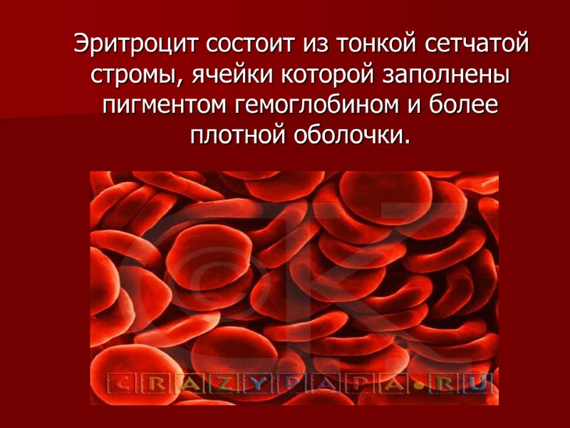 Эритроцит состоит из тонкой сетчатой стромы, ячейки которой заполнены пигментом гемоглобином и более плотной